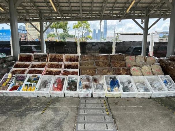 船員走私日本水產(chǎn)，被香港海關(guān)緝獲！